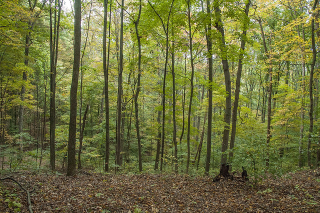 Yellowwood State Forest - October 2013