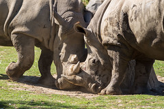 White Rhinoceros • <a style="font-size:0.8em;" href="http://www.flickr.com/photos/65051383@N05/9762556935/" target="_blank">View on Flickr</a>