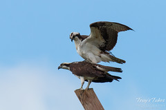 Osprey mating