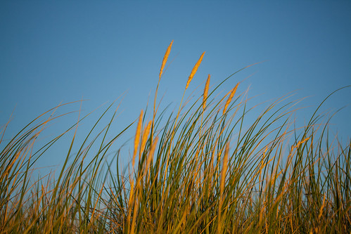 Beach Grass • <a style="font-size:0.8em;" href="http://www.flickr.com/photos/95697696@N00/9465803355/" target="_blank">View on Flickr</a>