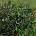 Lablab purpureus plant Tac cropped2