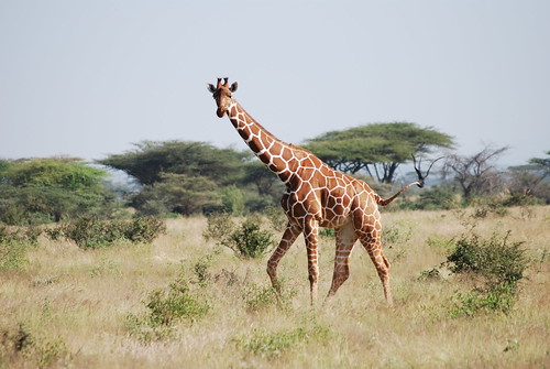 Recticulated Giraffe • <a style="font-size:0.8em;" href="http://www.flickr.com/photos/106477439@N08/10444458424/" target="_blank">View on Flickr</a>