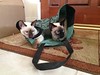 Barnes and Noble Bag Cats by joseph_a_aubuchon, on Flickr