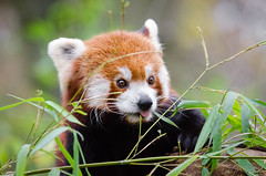 Anglų lietuvių žodynas. Žodis red panda reiškia raudonoji panda lietuviškai.