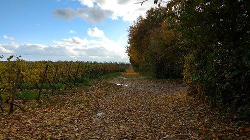 Herbst in den Weinbergen über Selzen