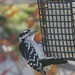 Downy Woodpecker • <a style="font-size:0.8em;" href="http://www.flickr.com/photos/52926035@N00/10655243963/" target="_blank">View on Flickr</a>