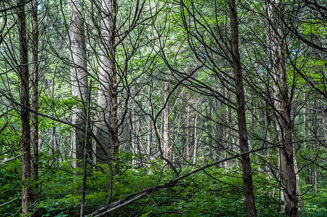 The Cedars Preserve - July 3, 2014