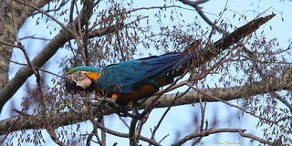 Arara-canindé | Blue-and-yellow Macaw (Ara ararauna)