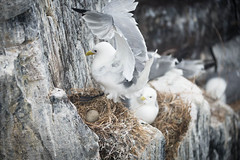 Kittiwake in Flight onto nest with egg on cliff in Farne Islands • <a style="font-size:0.8em;" href="https://www.flickr.com/photos/21540187@N07/9232102668/" target="_blank">View on Flickr</a>