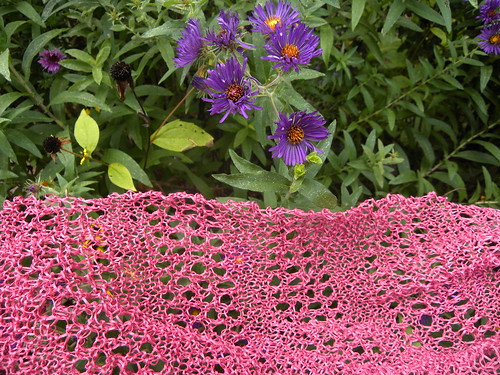 New England Asters and Lace