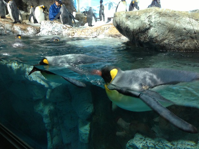 はい、こちらがお客さんがたくさん見てた地下のペンギンです！。｜鴨川シーワールド