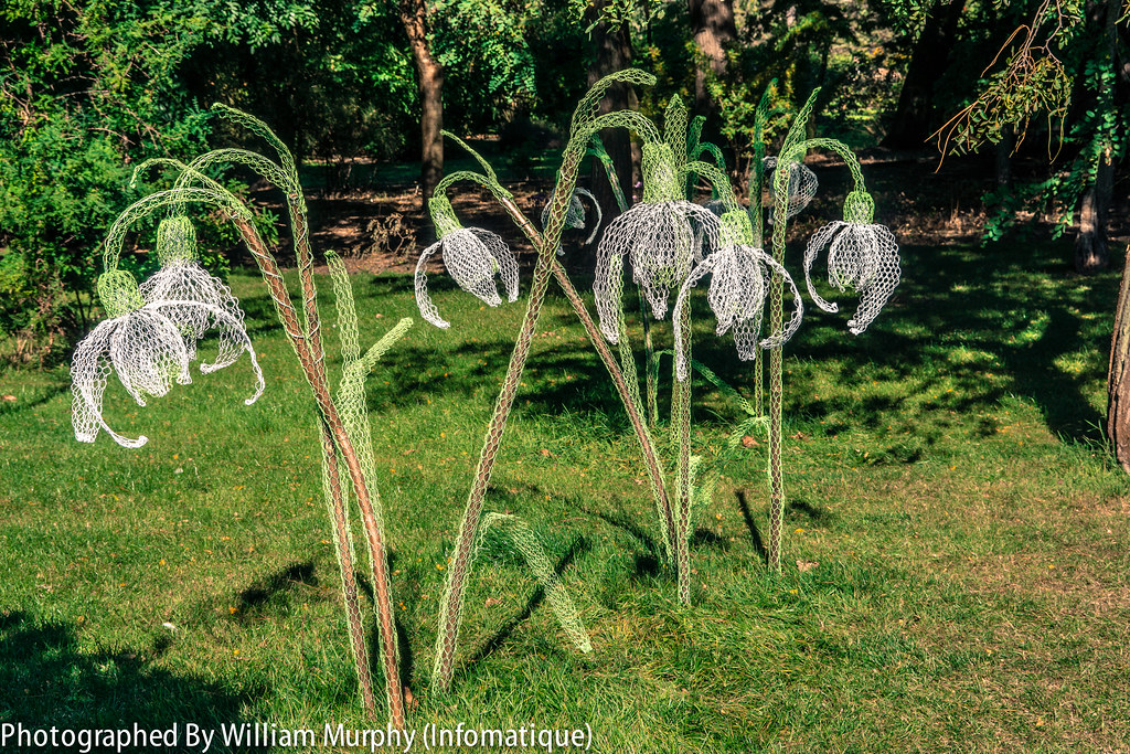 Snowdrops By Fiona Heaney - Sculpture In Context 2013 In The Botanic Gardens