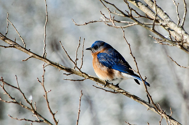 Griffy Lake - Eastern Bluebird - January 3, 2014