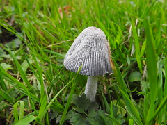 Anglų lietuvių žodynas. Žodis fungi reiškia pl žr. fungus lietuviškai.