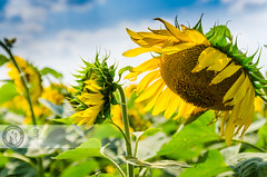 Sunflower On Field | Fetesti - Romania