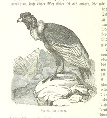 Anglų lietuvių žodynas. Žodis vultur gryphus reiškia <li>vultur gryphus</li> lietuviškai.