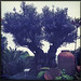 Olive tree planted by Romans in 300 BC- no joke • <a style="font-size:0.8em;" href="http://www.flickr.com/photos/64441813@N07/9107383025/" target="_blank">View on Flickr</a>
