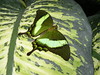 Green Butterfly • <a style="font-size:0.8em;" href="http://www.flickr.com/photos/109566135@N04/11088734023/" target="_blank">View on Flickr</a>
