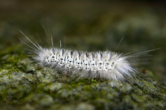 white furry caterpillar • <a style="font-size:0.8em;" href="http://www.flickr.com/photos/30765416@N06/11393193685/" target="_blank">View on Flickr</a>
