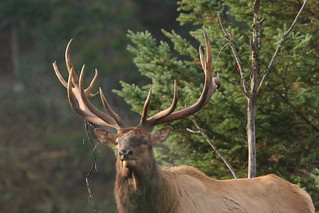 Quebec Elk & Red Stag Hunt 35