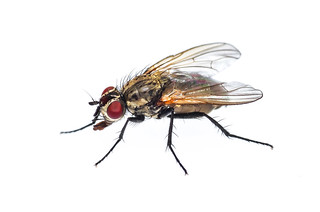 Cabbage Root Fly - ♀