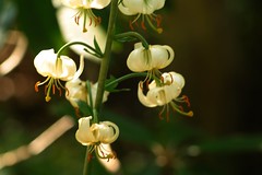 Flowers - Limium martagon? Or is it Lilium Ledebourii?