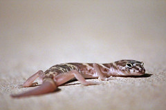 Anglų lietuvių žodynas. Žodis banded gecko reiškia surištas gecko lietuviškai.