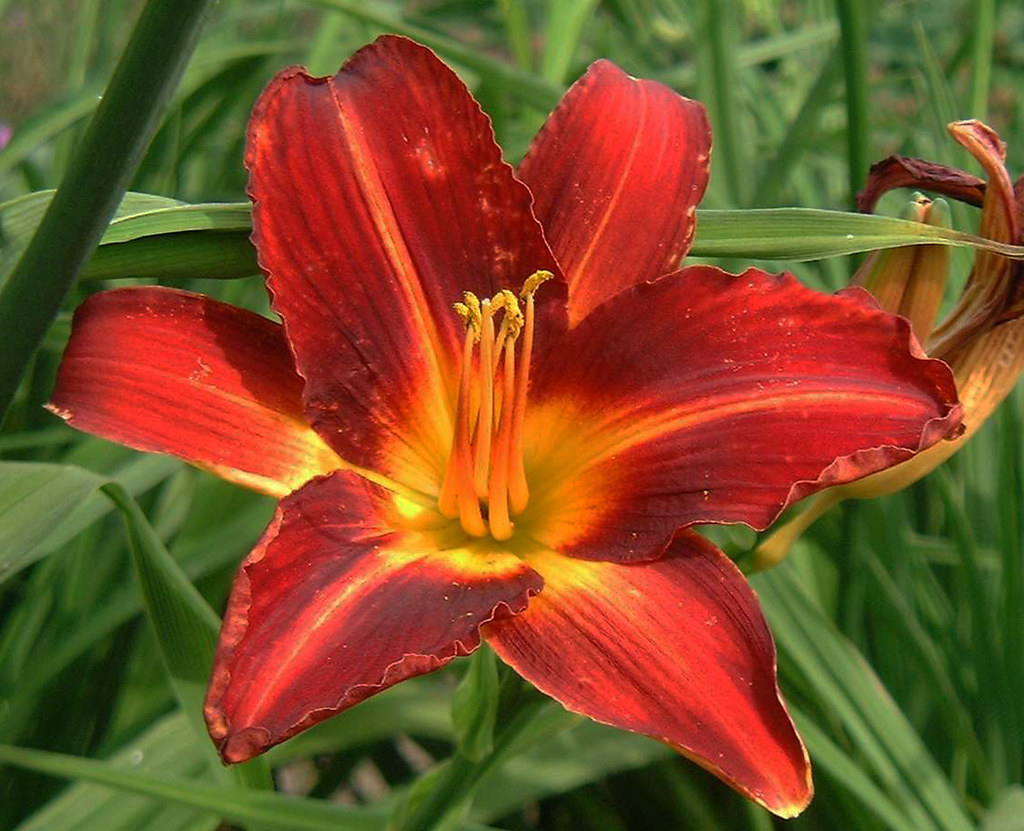 Hemerocallis 'Stafford'