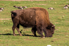 Wood Bison • <a style="font-size:0.8em;" href="http://www.flickr.com/photos/65051383@N05/9755352621/" target="_blank">View on Flickr</a>