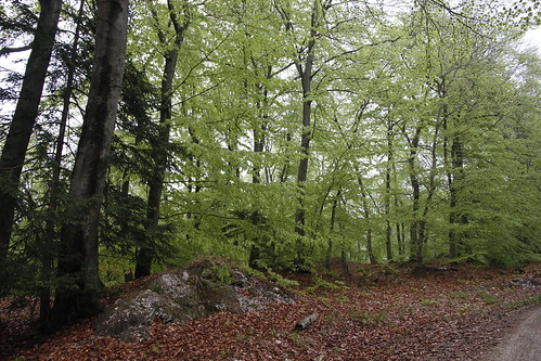 Alter Stolberg - Wald bei Stempeda VII • <a style="font-size:0.8em;" href="http://www.flickr.com/photos/109648421@N02/11448674005/" target="_blank">View on Flickr</a>