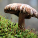Mushroom on moss • <a style="font-size:0.8em;" href="http://www.flickr.com/photos/124671209@N02/14234134343/" target="_blank">View on Flickr</a>