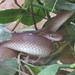 The Snake Park near Arusha, Tanzania looks after injured snakes and also has a surgery with anti-venoms • <a style="font-size:0.8em;" href="http://www.flickr.com/photos/50948792@N02/14397642275/" target="_blank">View on Flickr</a>