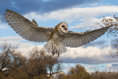 October 29, 2016 - A Barn Owl comes in for a landing during a photoshoot. (Tony's Takes)