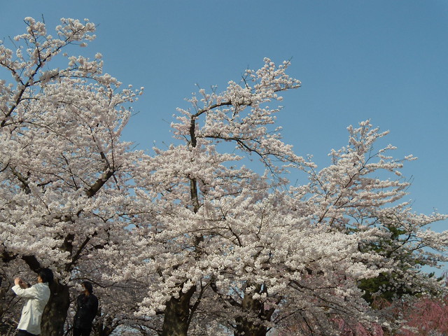 まるでぼんぼりがついているように咲いている桜。｜弘前公園