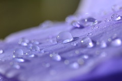 Gotas de agua en una flor