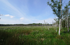 offene Landschaft mit Wollgräsern und teilw. abgestorbenen Birken