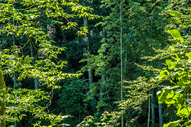 Jackson-Washington State Forest - Plattsburg Pond Trail - June 25, 2014