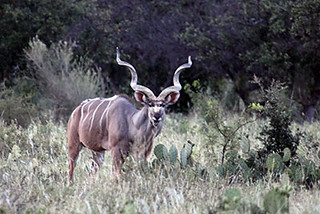 Texas Trophy Hunting - Brownwood Kudu 40