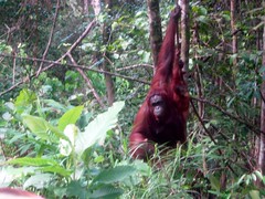 Orangutan 2 • <a style="font-size:0.8em;" href="http://www.flickr.com/photos/89972965@N03/13916168429/" target="_blank">View on Flickr</a>