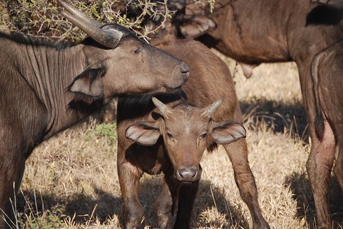 Cape Buffalo Calf • <a style="font-size:0.8em;" href="http://www.flickr.com/photos/106477439@N08/11197266444/" target="_blank">View on Flickr</a>