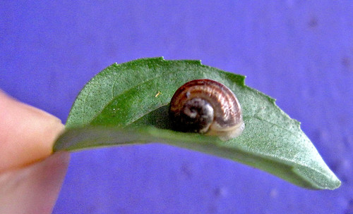 caracol 01 • <a style="font-size:0.8em;" href="http://www.flickr.com/photos/30735181@N00/10998884203/" target="_blank">View on Flickr</a>