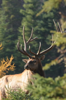 Quebec Elk & Red Stag Hunt 37