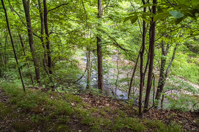 Green's Bluff Nature Preserve - Raccoon Creek - May 30, 2014