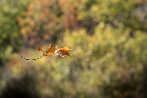 J'ai vu un papillon tout frissonnant d'automne • <a style="font-size:0.8em;" href="http://www.flickr.com/photos/125430208@N07/30528077251/" target="_blank">View on Flickr</a>