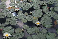 Sun Yat Sen Gardens - waterlillies B • <a style="font-size:0.8em;" href="http://www.flickr.com/photos/30765416@N06/9233881984/" target="_blank">View on Flickr</a>