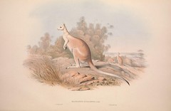 Anglų lietuvių žodynas. Žodis nail-tailed kangaroo reiškia nagų-tailed kengūros lietuviškai.