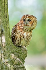 Tawny Owl Portrait