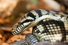 scrub python • <a style="font-size:0.8em;" href="http://www.flickr.com/photos/30765416@N06/10392638146/" target="_blank">View on Flickr</a>
