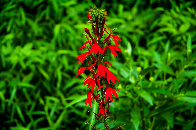 Stillwater Marsh - Cardinal Flower - August 2013