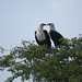 A pair of fish eagles nesting above the Kazinga Channel at Queen Elizabeth National Park, Uganda • <a style="font-size:0.8em;" href="http://www.flickr.com/photos/50948792@N02/14330681449/" target="_blank">View on Flickr</a>